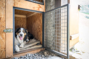 Hund liegt in der Hundebox im Hundehotel